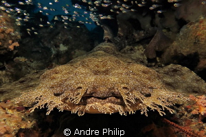 Face to face with a wobbegong - the flounder of the shark... by Andre Philip 